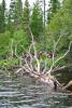 The edge of the BWCAW. Photo by Maggie Friedrichs